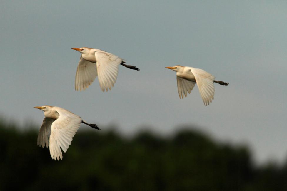 Tres volando